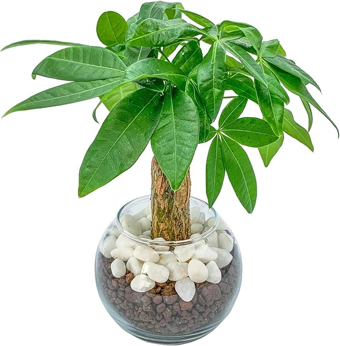 パキラ 観葉植物 ハイドロカルチャー 【初心者でも簡単に育てられる】 本物 ミニ 植物 土を使わない観葉植物 【虫が湧きにくくお手入れ簡単】 ミニ観葉植物 室内 おしゃれ [ miipas （ ミィパス ） ]