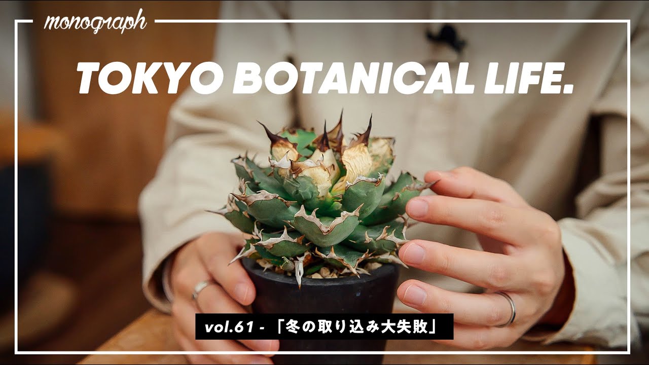 【悲報】アガベの冬越し、大失敗してしまった…【TBL61】
