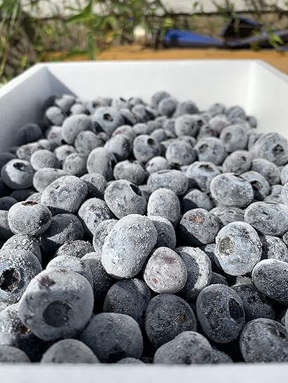 【無農薬】北海道産冷凍ブルーベリー2kg(1kg×2P)【残留検査済み】2024年収穫